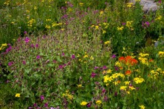Abundant wildflowers grace the hillside meadows