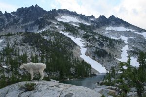 Mountain Goat poses at Leprechaun Lake