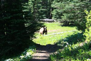Bear on the trail along the Cowlitz divide.