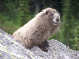 Marmot guarding the Upper Lyman Lakes basin.