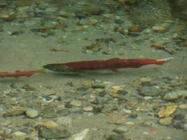 Spawning Salmon on the Chilliwack River