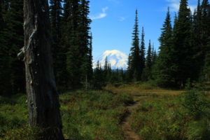 Mt. Rainier dominates the horizon, when you can see the horizon, that is...Lots of this hike are spent in the forest...