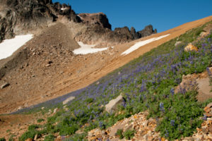 At the base of the black rock, where it meets the red slopes is the saddle that we pass over to the other side. The huge field of lupine here stood out sharply against the red, their sweet smell permeated the air as we walked along the flowers.