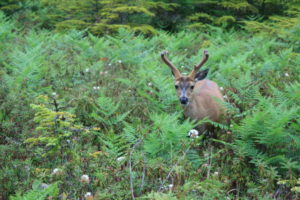 One of the 3 bucks we encountered on the trail, busily feeding, hardly gave us any attention at all. We had to wait for a bit for him to look up so we could snap a picture...