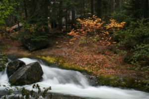 Fall colors along Snow Creek
