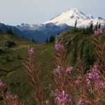 Mt. Baker, along the trail to Yellow Aster Butte