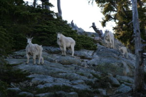 The goats come calling in the morning...