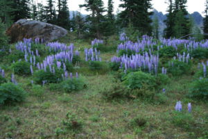Lupine filled meadows
