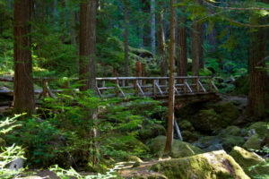 During your long forest walk, this bridge helps you across Lena Creek.