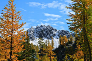 Jagged snow covered peaks outlined by golden larch