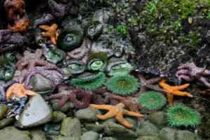 Just one of the many tidepools we explored on the last day.