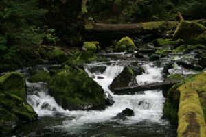 More of a mountain stream, than a river, really, is Greenwater River. Moss abounds on the rocks that inhabit its bed.